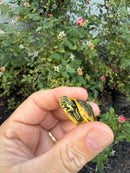 Golden Flame Florida Red Bellied Turtle 2026