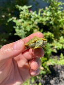 Mitch Clown Red Eared Slider Turtle