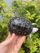 Ornate Diamondback Terrapin Female
