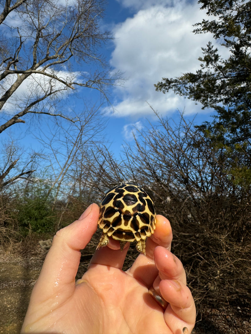 Sri Lankan Star Tortoise 2024