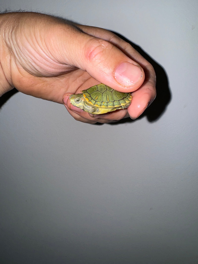 Genetic Pastel Red Eared Slider Turtle 2024