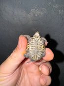 Hi White Concentric Diamondback Terrapin 2024