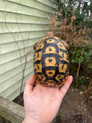 Jordanian Golden Greek Tortoise Female
