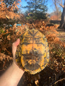 Pastel Clown Red Eared Slider Turtle Breeder Male