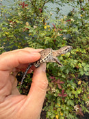 Hypomelanistic Common Snapping Turtle 2026