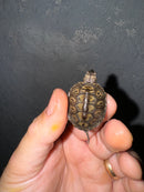 Hi White Concentric Diamondback Terrapin 2024