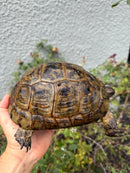 Mesopotamian Greek Tortoise Adult Female