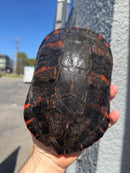 Super Red Northern Red Bellied Turtle Adult Female