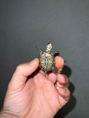 Hi White Concentric Diamondback Terrapin 2023