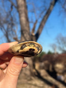 Ceram Box Turtle Baby