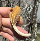 Frappucino Crested Gecko Juvenile