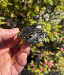 Hi White Concentric Diamondback Terrapin 2025