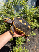 Red Foot Tortoise Adult Female