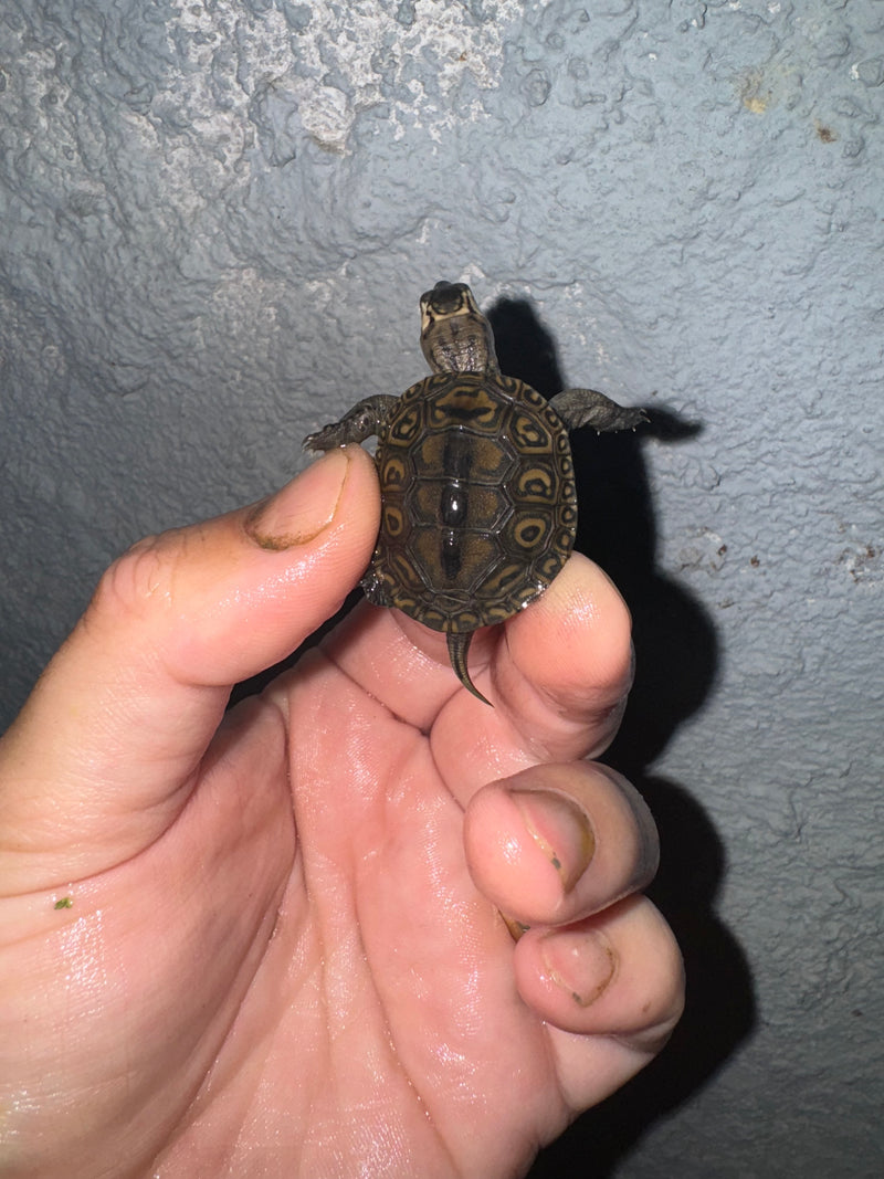 Hi White Concentric Diamondback Terrapin 2024