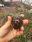Leopard Tortoise 2025