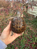 Desert Box Turtle Adult Female CB