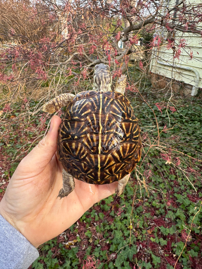 Desert Box Turtle Adult Female CB