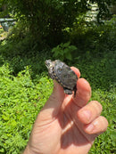 Hi White Concentric Diamondback Terrapin 2024