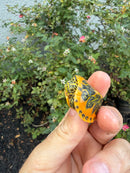 Golden Flame Florida Red Bellied Turtle 2026