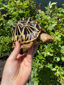Indian Star Tortoise 2020