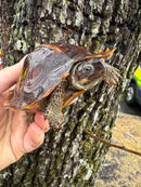 Spiny Hill Turtle CB 2024