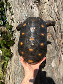 Barbados Red Foot Tortoise Adult Pair