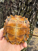 Spiny Hill Turtle CB 2024