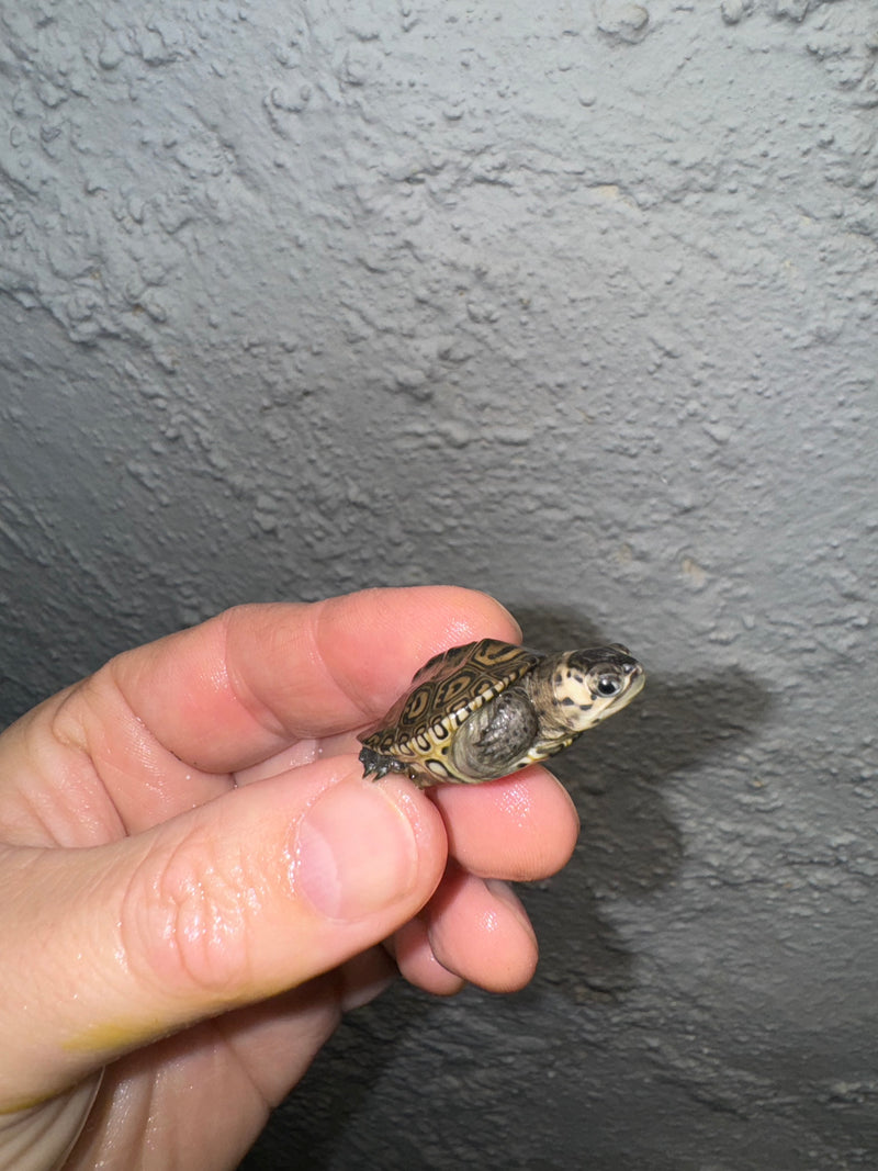 Hi White Concentric Diamondback Terrapin 2024