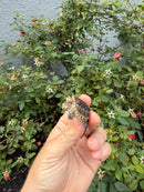 Hypomelanistic Common Snapping Turtle 2026