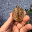 Vietnamese Three-striped Box Turtle