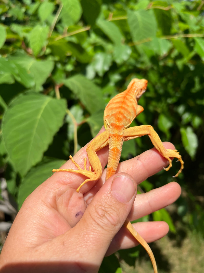 Crimson Red Albino Green Iguana 2024