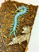 Borneo Electric Blue Centipede (Ethmostigmus rubripes)