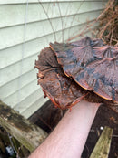 Adult Mata Mata Male