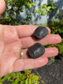 African Helmeted Turtle Babies (Pelomedusa subfra)