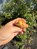 Albino Heiroglyphic River Cooter Turtle