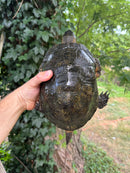 World Famous Blandings Turtle Wood Turtle Hybrid Adult Male  (Emydoidea blandingii X Glyptemys insculpta)