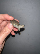 Concentric Diamondback Terrapin 2023 (Malaclemys terrapin)