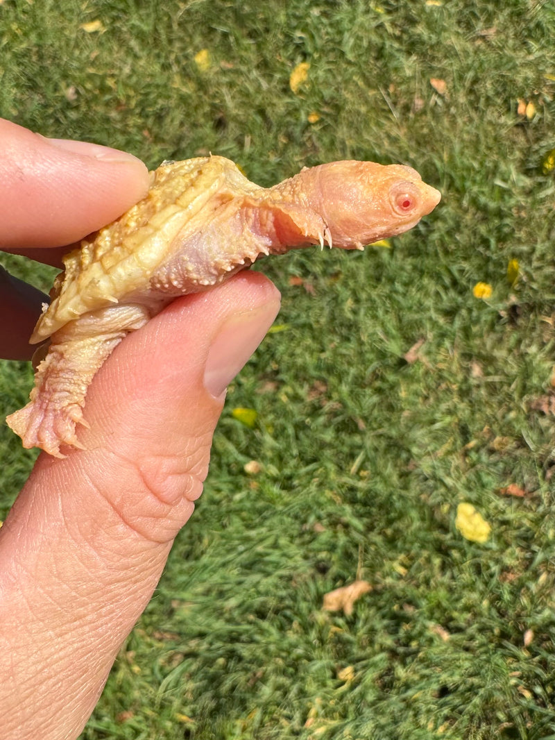 Baby Albino Common Snapping Turtle (Kink Tailed) (Chelydra serpentina)