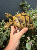 Eastern Hermann's Tortoise Adult Female