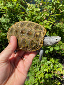 Adult Northern Diamondback Terrapin Male