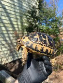 Libyan Greek Tortoise Adult Female