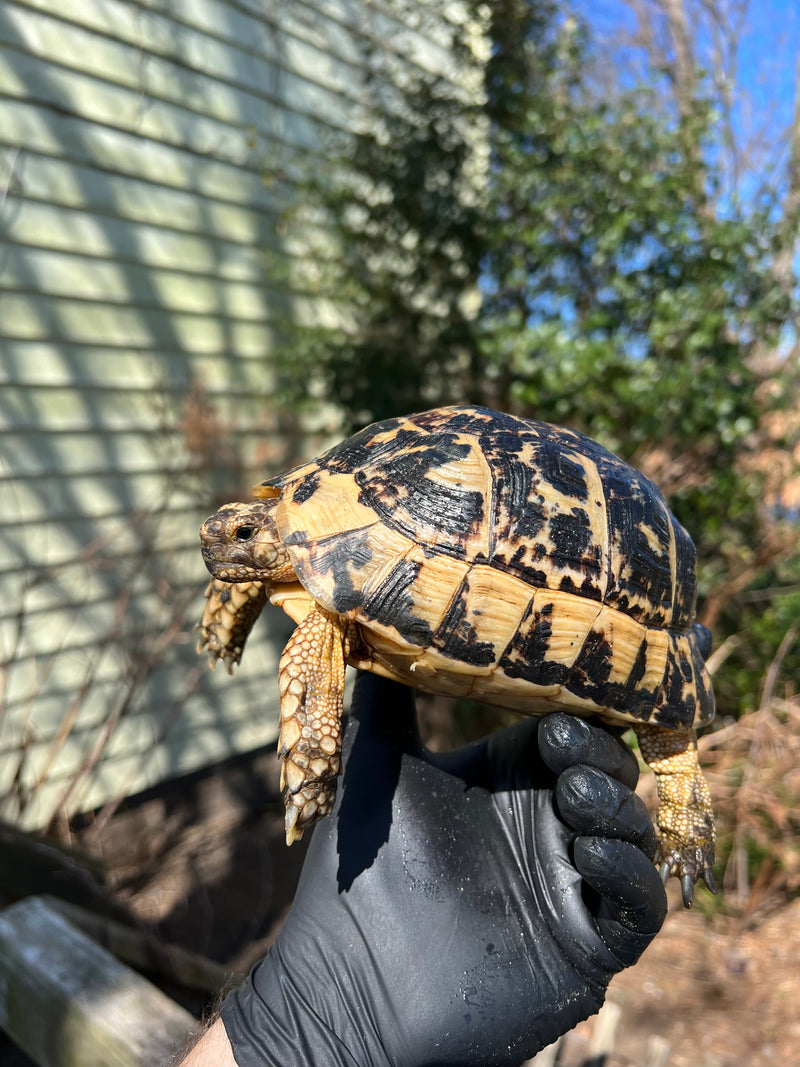 Libyan Greek Tortoise Adult Female