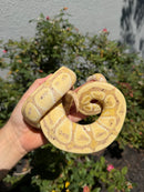 Banana Ball Python Mixed Morph Male