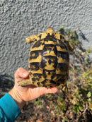 Eastern Hermann's Tortoise Adult Female