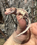 Frappucino Crested Gecko Juvenile