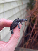 East African Mud Turtle Babies (Pelusios castanoides)