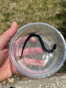 Two Toed Amphiuma CB Babies  (Amphiuma means)