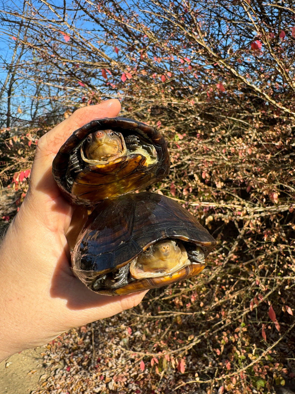 【CPGN STUDIO】Turtle Cooter Pigment MTM Spotted Turtle For Sale | American Reptile Distributors