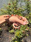 Florida Scarlet Snake Adult Female