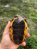 Twist-necked Turtle LTC Female